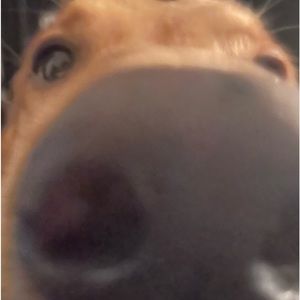 Meet your Posher, Jacob